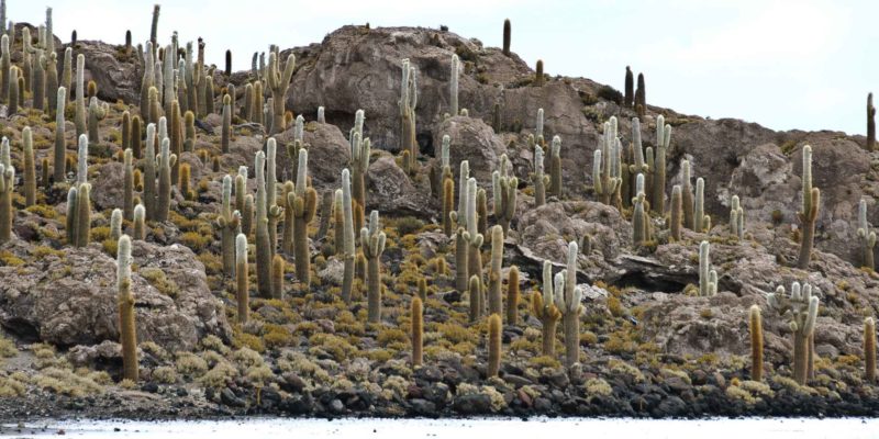 BOLI0115 | 2007, 2007-Bolivien, AMERIKA, Bolivien, Inkahuasi, Salar de Uyuni