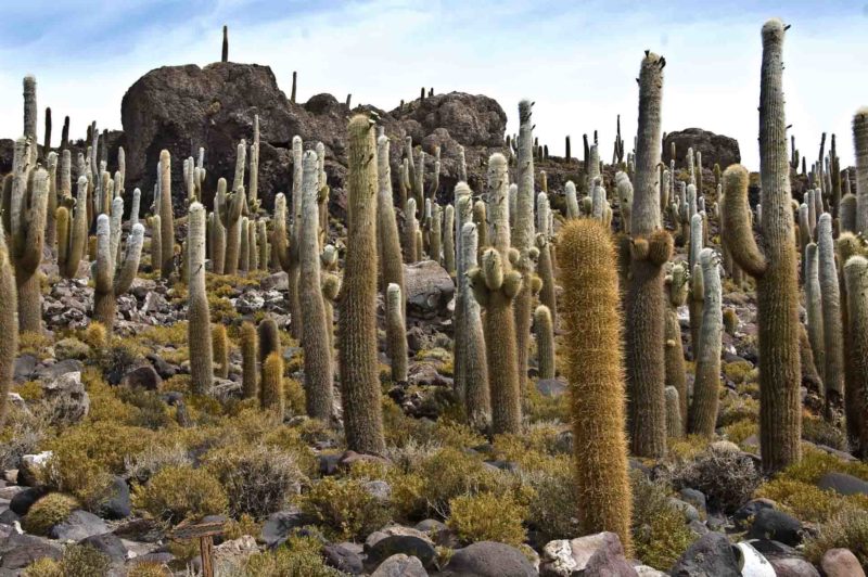 BOLI0119 | 2007, 2007-Bolivien, AMERIKA, Bolivien, Inkahuasi, Salar de Uyuni