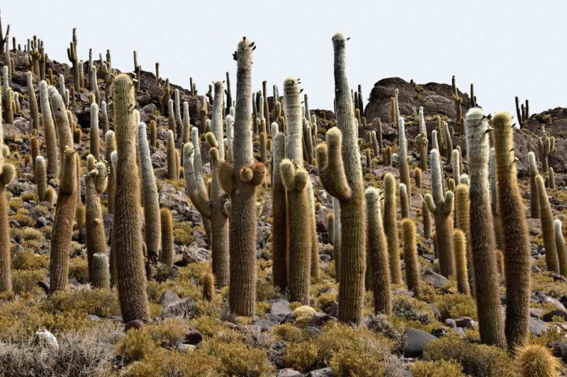 BOLI0121 | 2007, 2007-Bolivien, AMERIKA, Bolivien, Inkahuasi, Salar de Uyuni