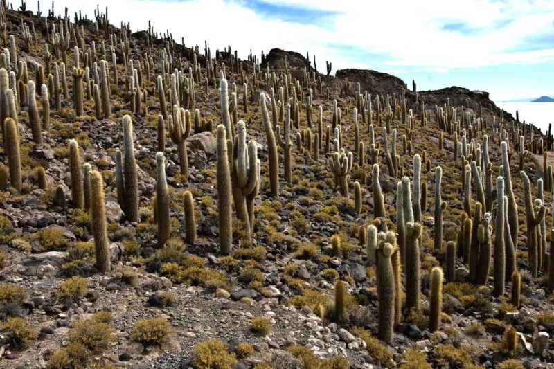 BOLI0122 | 2007, 2007-Bolivien, AMERIKA, Bolivien, Inkahuasi, Salar de Uyuni