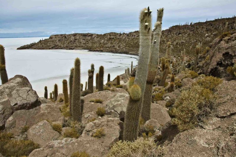 BOLI0123 | 2007, 2007-Bolivien, AMERIKA, Bolivien, Inkahuasi, Salar de Uyuni