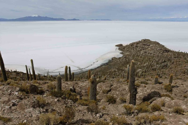 BOLI0124 | 2007, 2007-Bolivien, AMERIKA, Bolivien, Inkahuasi, Salar de Uyuni