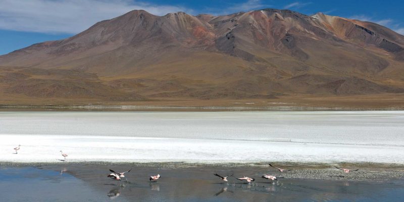 BOLI0148 | 2007, 2007-Bolivien, AMERIKA, Altiplano Bolivien, Bolivien, Laguna Hedionda