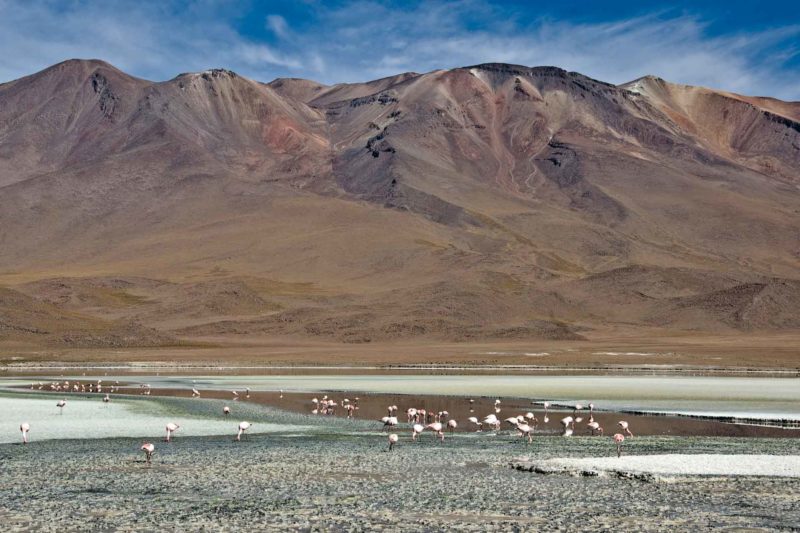 BOLI0152 | 2007, 2007-Bolivien, AMERIKA, Altiplano Bolivien, Bolivien, Laguna Hedionda
