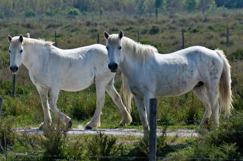 FRAN0054 | 2011, 2011-Frankreich, Camargue, EUROPA, Frankreich, Provence, Region Arles