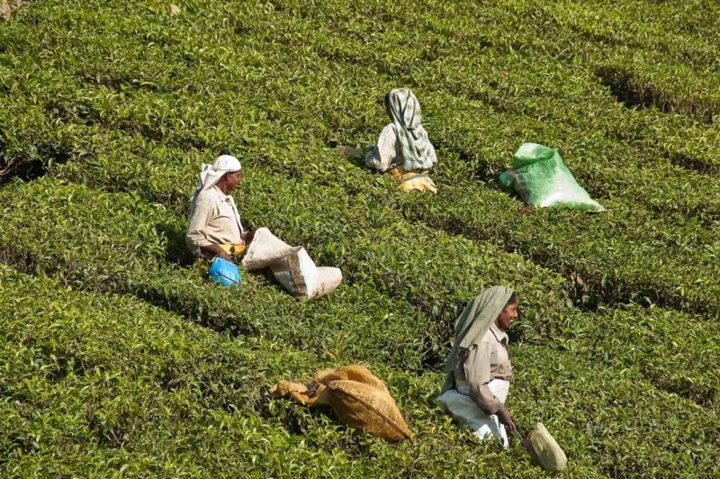 INDI0223 | 2008, 2008-Indien, ASIEN, INDIEN, Kerala, Kerala Tee-Plantagen, Südindien