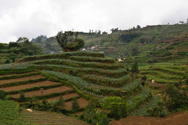 INDO0020 | 2010, 2010-Indonesien, ASIEN, Dieng-Plateau, INDONESIEN, Java, Region Yogyakarta