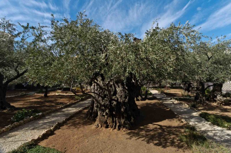 ISRA0063 | 2011, 2011-Israel, ASIEN, Gethsemane - Garten, Israel, Jerusalem