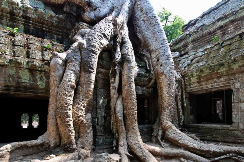 KAMB0120 | 2009, 2009-Kambodscha, ASIEN, Angkor, Kambodscha, Ta Prohm