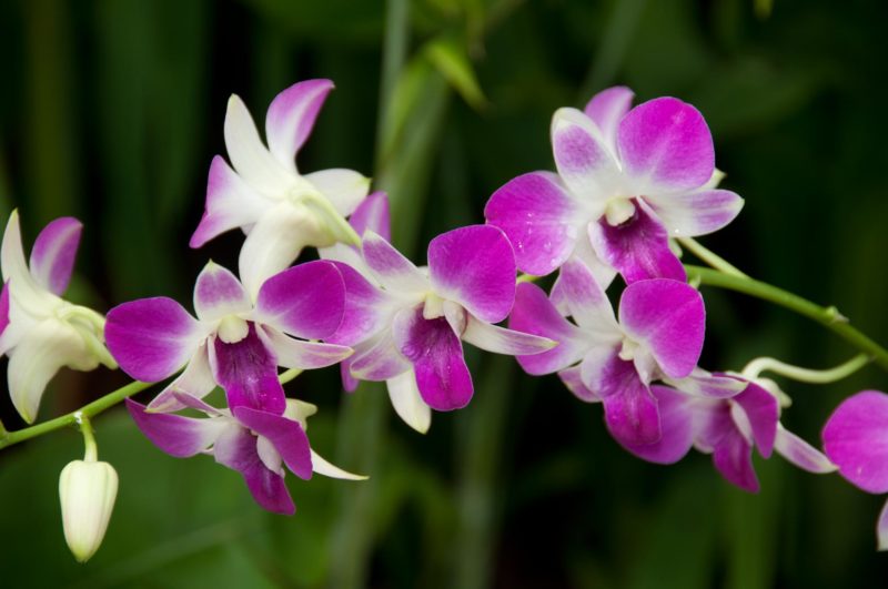 SING0023 | 2010, 2010-Singapur, ASIEN, National Orchid Garden, Singapur