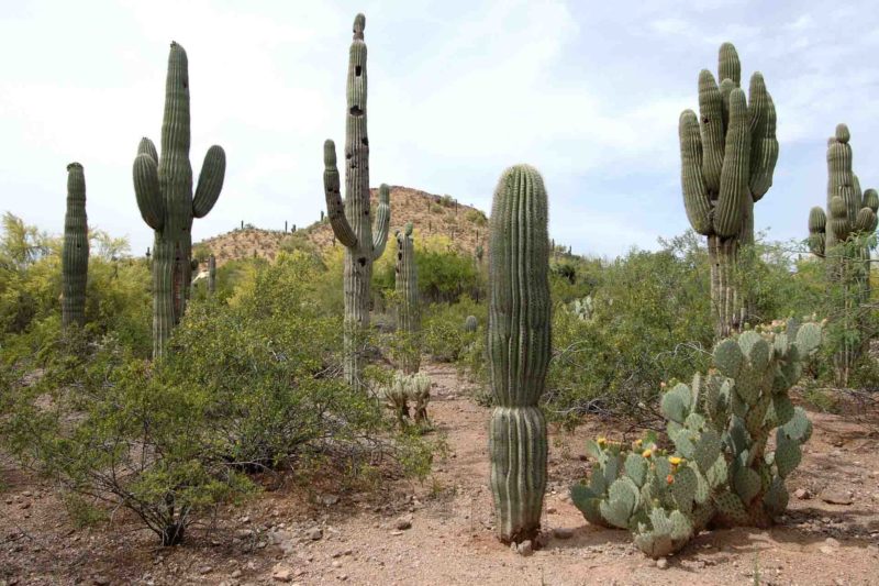 USAX0002 | 2005, 2005-USA, AMERIKA, Colorado-Plateau, Sedona, USA