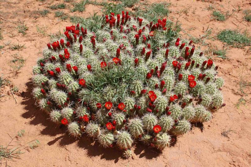 USAX0021 | 2005, 2005-USA, AMERIKA, Colorado-Plateau, Monument Valley, USA