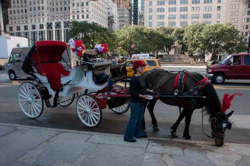 USAX0214 | 2011, 2011-USA, AMERIKA, Central Park, NEW YORK, USA